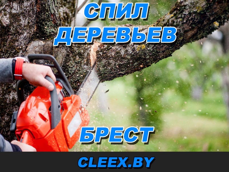 Спил сложных деревьев в Бресте. Профессионально и безопасно спилим аварийное дерево. Выполним обрезку мешающих веток, корчевание пней и вырубку. Звоните!