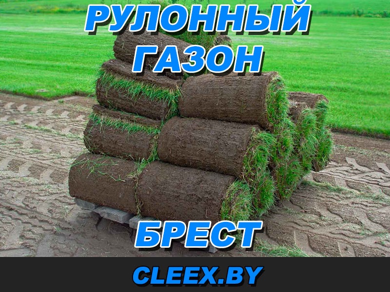 Рулонный газон в Бресте. Рулонный газон — это быстро, красиво и удобно. Кроме того — это самый быстрый способ превратить неухоженную лужайку в газон
