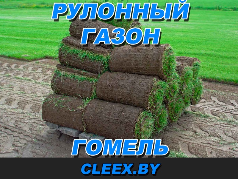 Укладка рулонного газона в Гомеле и Гомельской области.